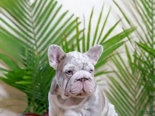 French Bulldog dogs Martin - Ad 4
