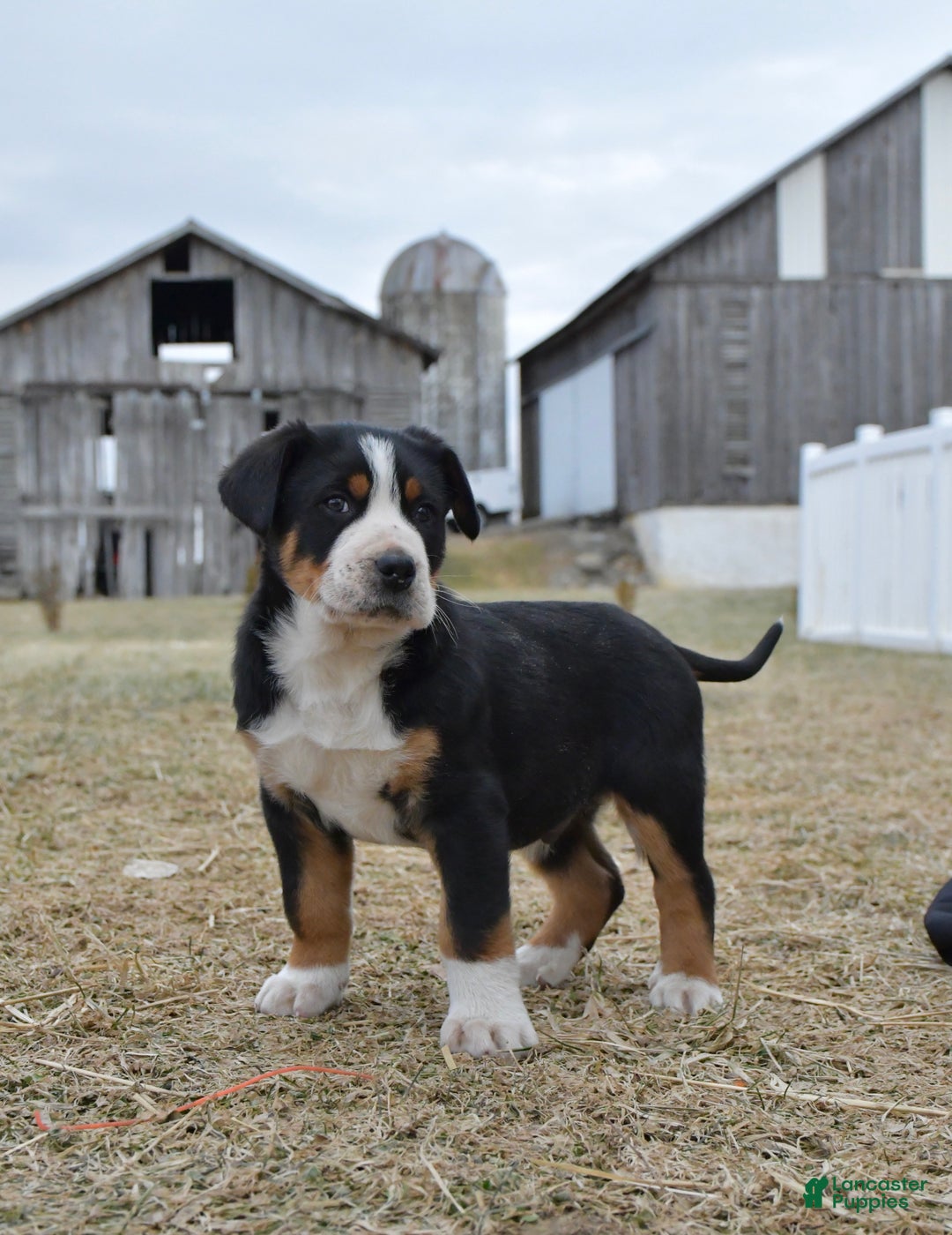 Greater Swiss Mountain Dog dogs for sale: EJ - Ad 3