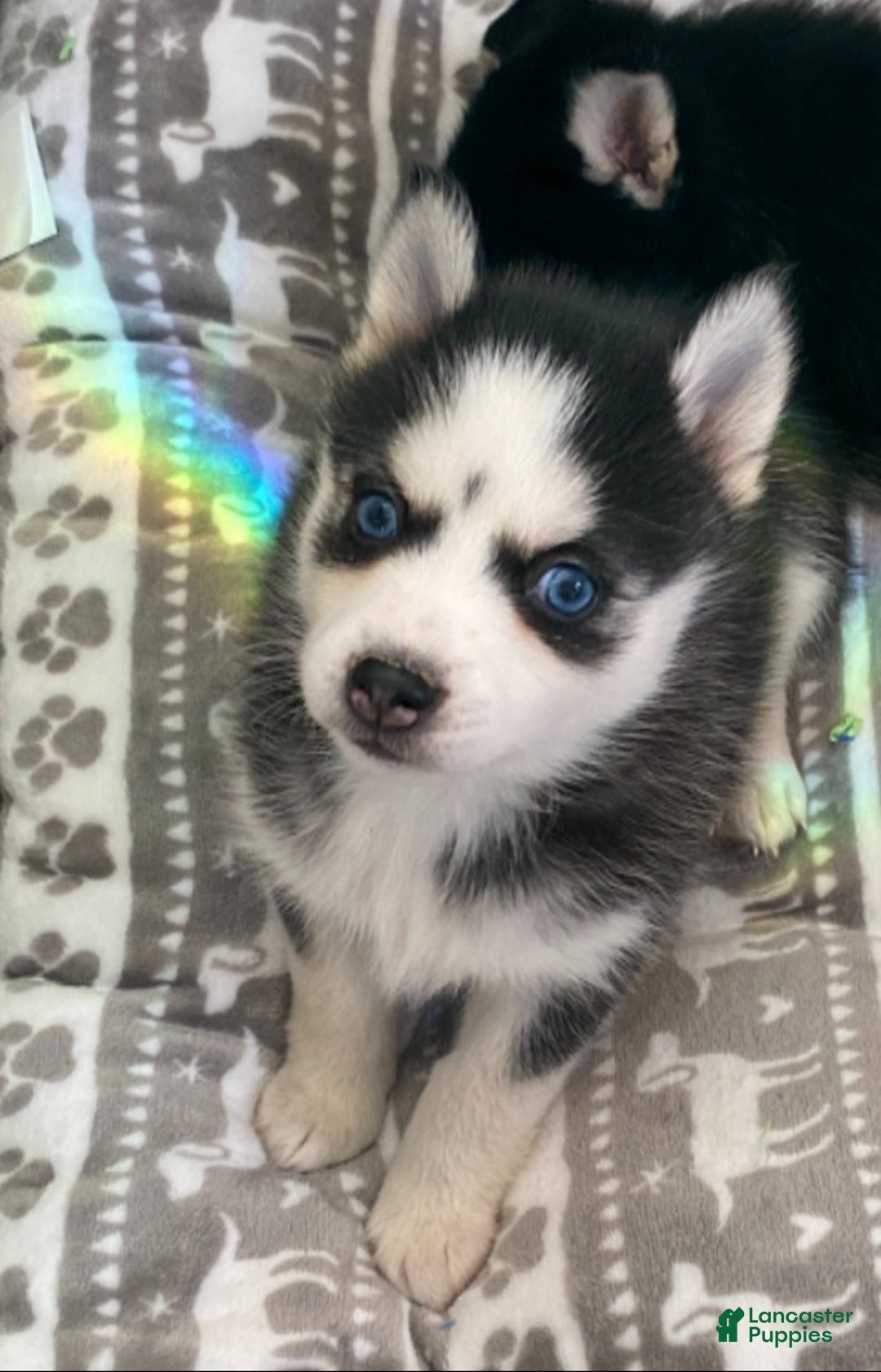 Pomsky dogs for sale: Spice  - Ad 2