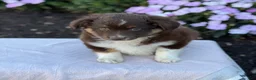 Miniature Australian Shepherd dogs for sale: Arabella - Ad 6