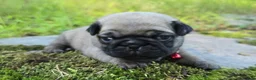 Pug dogs for sale: Bo - Ad 4