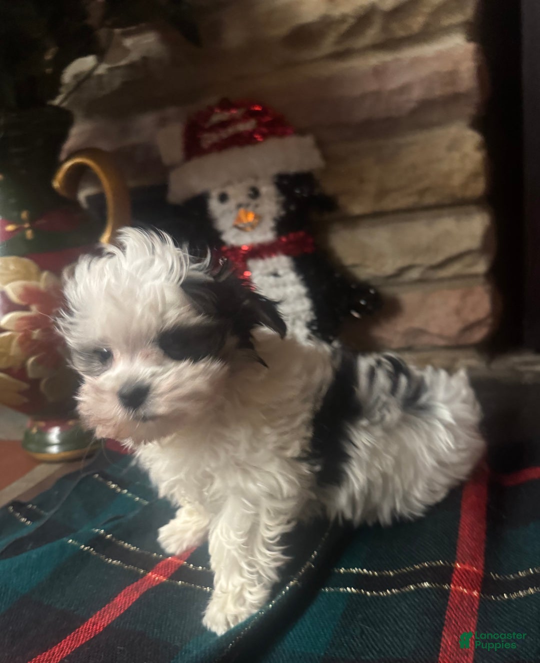 Morkie dogs for sale: Morkie Puppy 3 - Ad 3