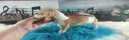Chihuahua dogs for sale: Male teacup chihuahua.  Hand Delivery  - Ad 5