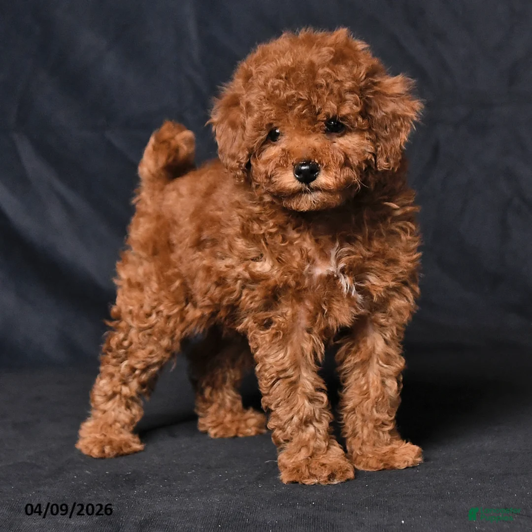 Toy Poodle dogs for sale: Willow - Ad 2