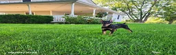 Doberman Pinscher dogs for sale: Karla - Ad 8