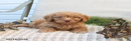 Mini Goldendoodle dogs for sale: Melody - Ad 4