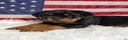 Rottweiler dogs for sale: Diesel - Ad 1