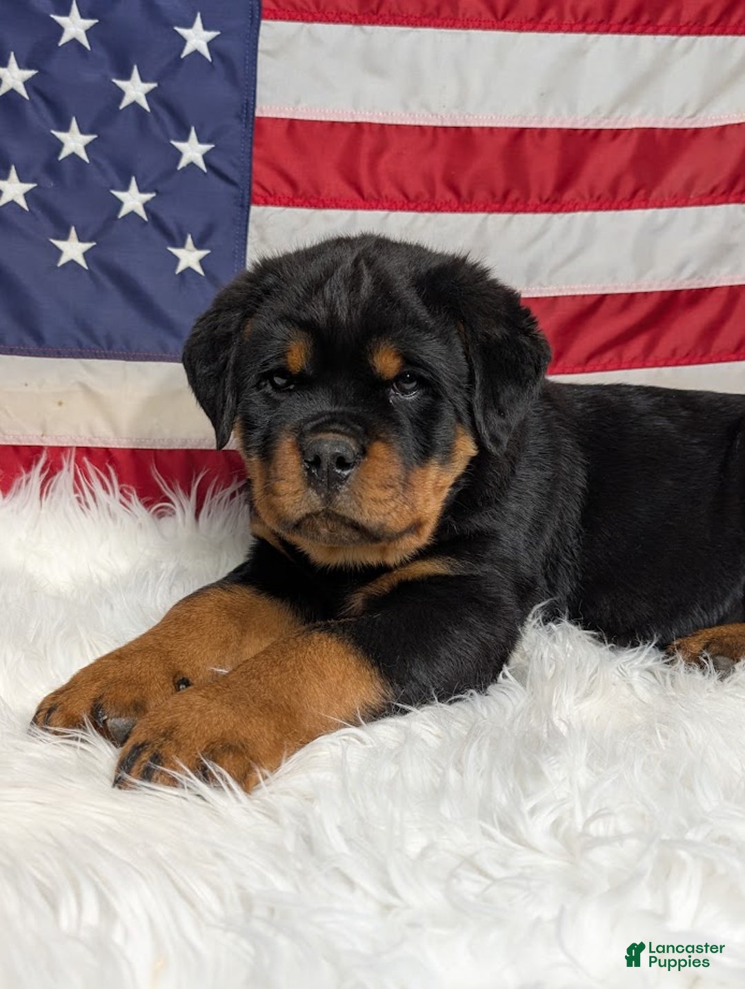 Rottweiler dogs for sale: Diesel - Ad 1
