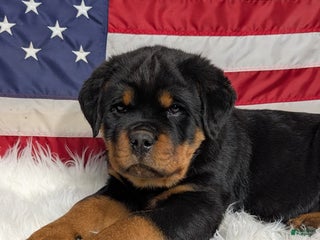 Rottweiler dogs Diesel - Ad 6
