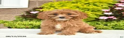 Cavapoo dogs for sale: Izzie  - Ad 2