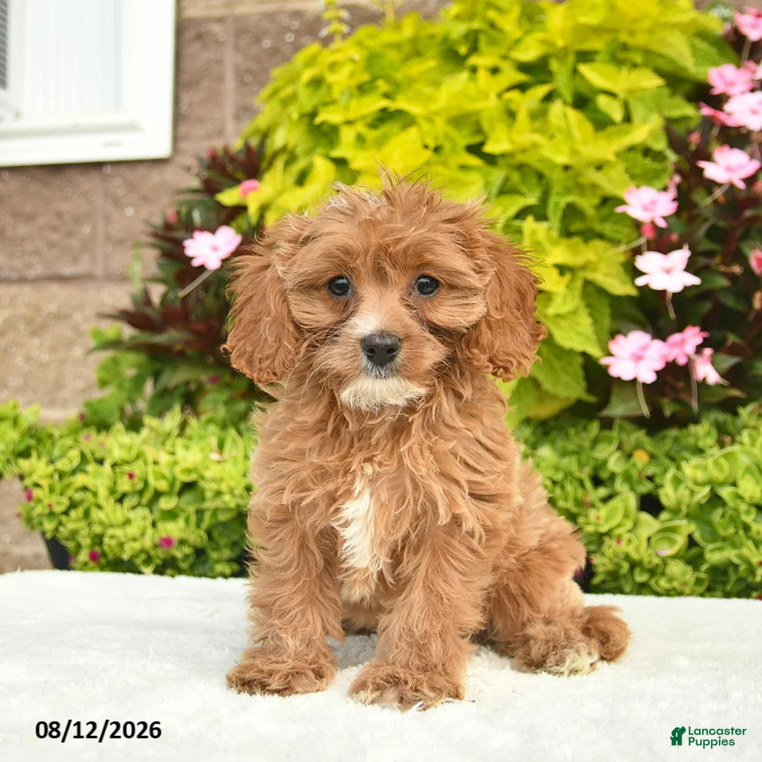 Cavapoo dogs for sale: Izzie  - Ad 2