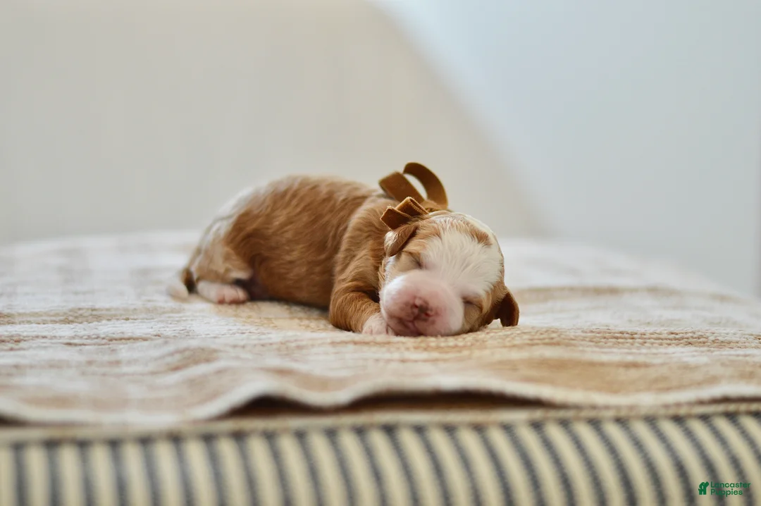 Goldendoodle dogs for sale: Clove - Ad 3