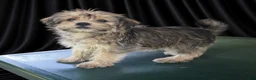 Yorkiepoo dogs for sale: Harry - Ad 5