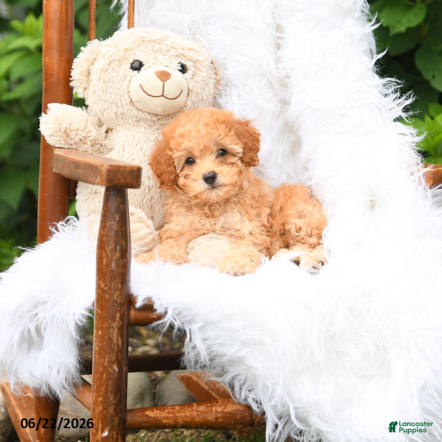 Mini Aussiedoodle dogs Quincy - Ad 2
