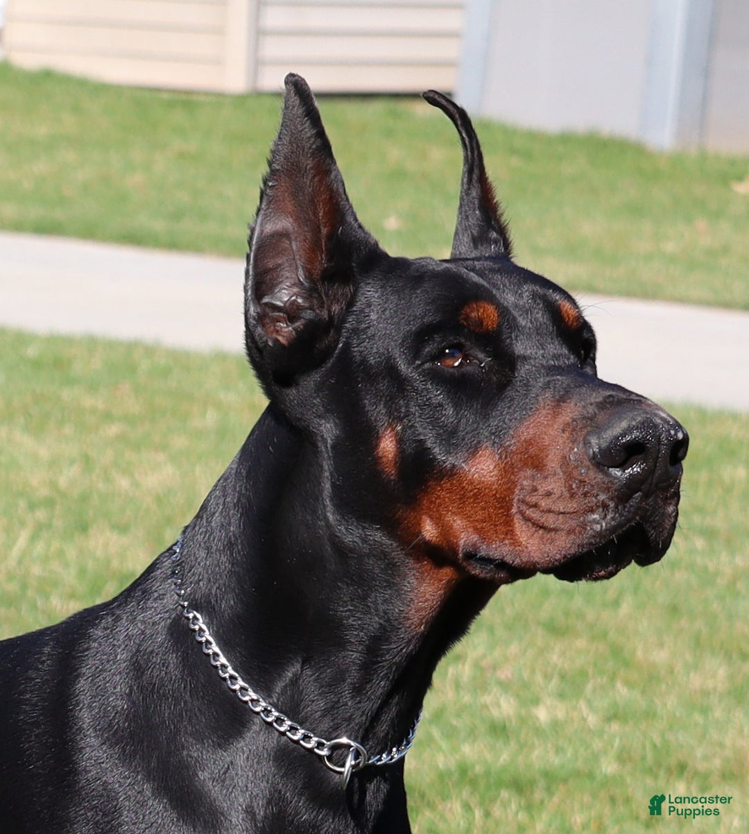 Doberman Pinscher dogs for sale: Doberman Pinscher Puppy 4 - Ad 5
