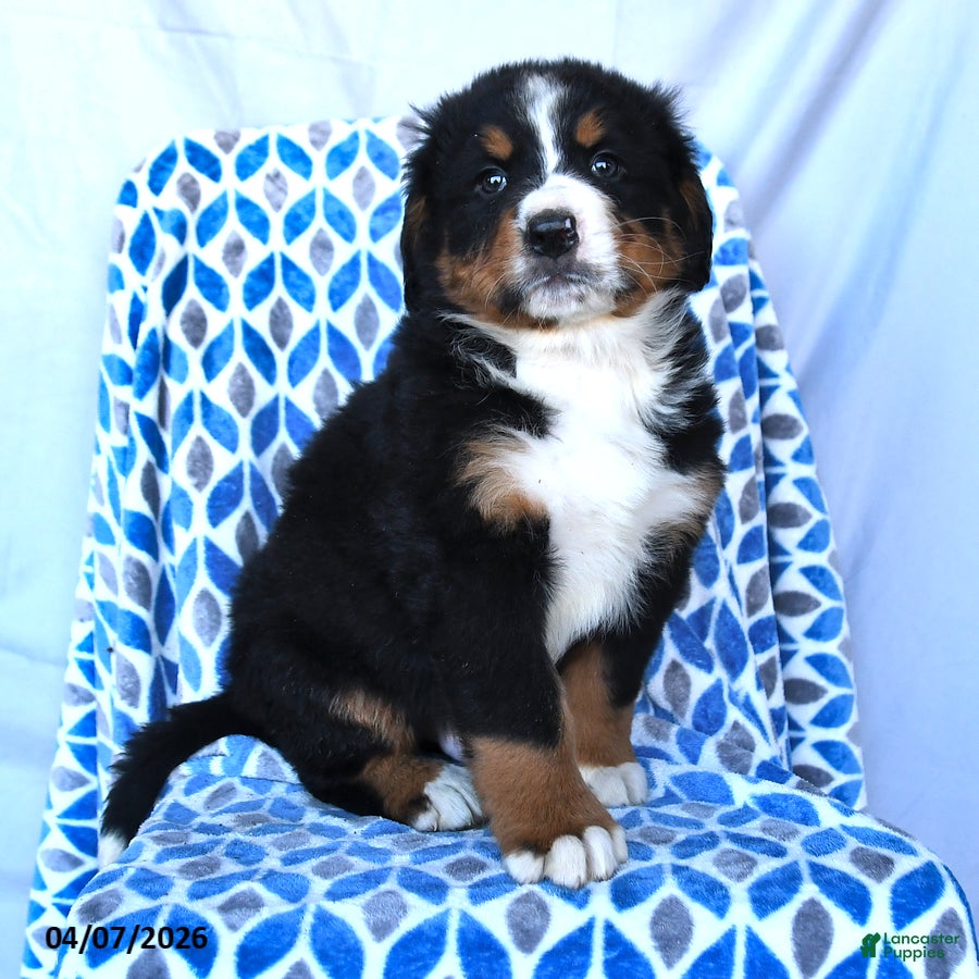 Bernese Mountain Dog dogs Junior - Ad 2