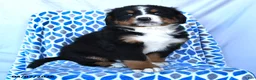 Bernese Mountain Dog dogs for sale: Junior - Ad 4