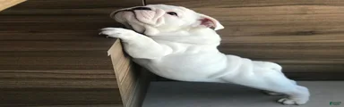 English Bulldog Puppy 4