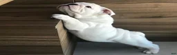 English Bulldog dogs for sale: English Bulldog Puppy 4 - Ad 1