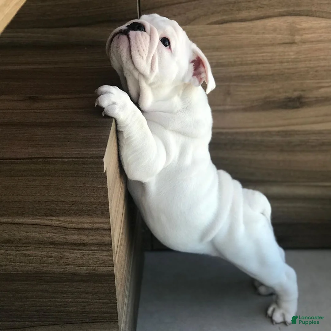 English Bulldog dogs for sale: English Bulldog Puppy 4 - Ad 1