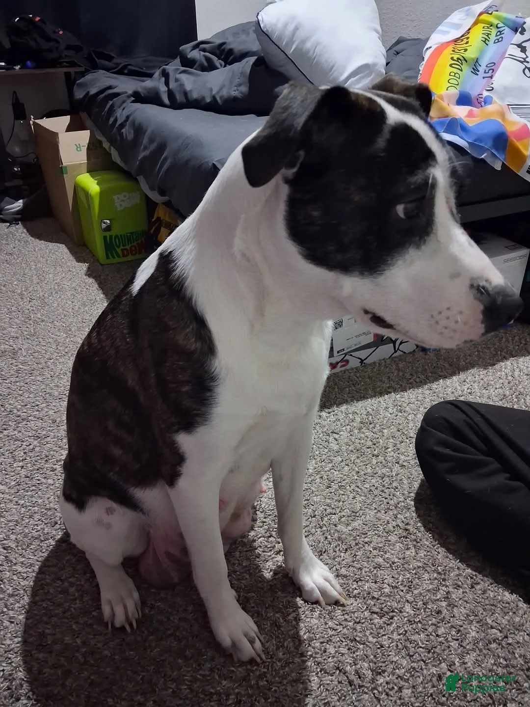 Mixed Breed dogs for sale: Mixed Breed Puppy 1 - Ad 2