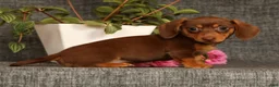 Miniature Dachshund dogs for sale: Abby - Ad 6