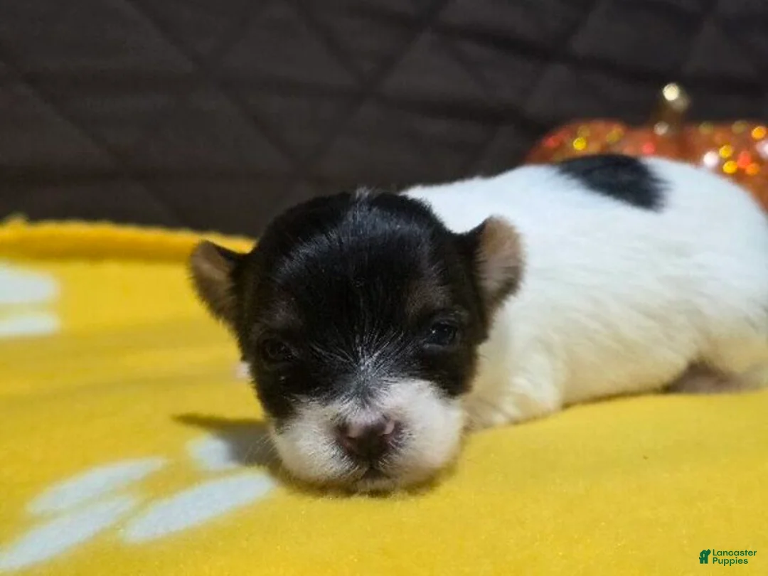 Biewer Terrier dogs for sale: Sunny - Ad 1