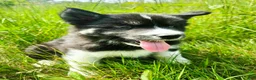 Mixed Breed dogs for sale: Doc - Ad 8