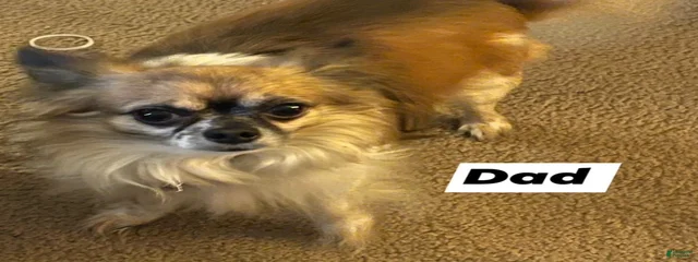 Mojo