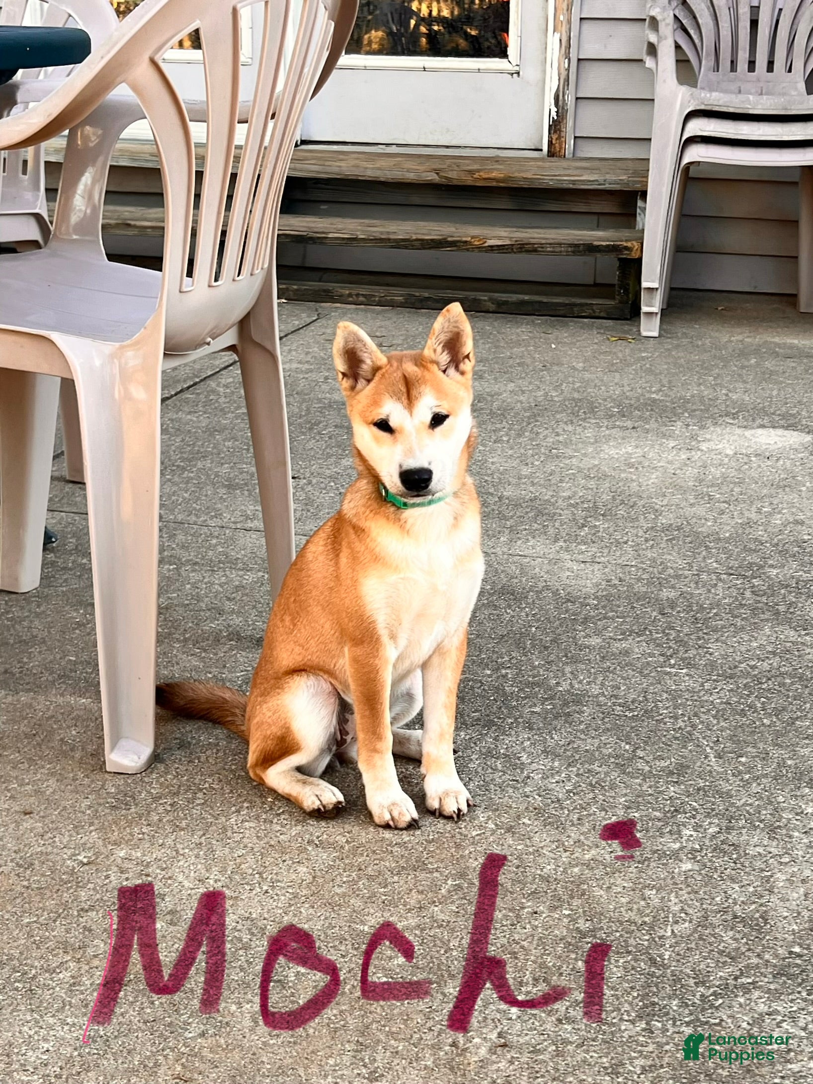 Mochi (Shiba Inu, Female) in Seymour, IN