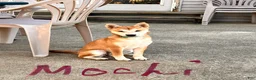 Shiba Inu dogs for sale: Mochi - Ad 1