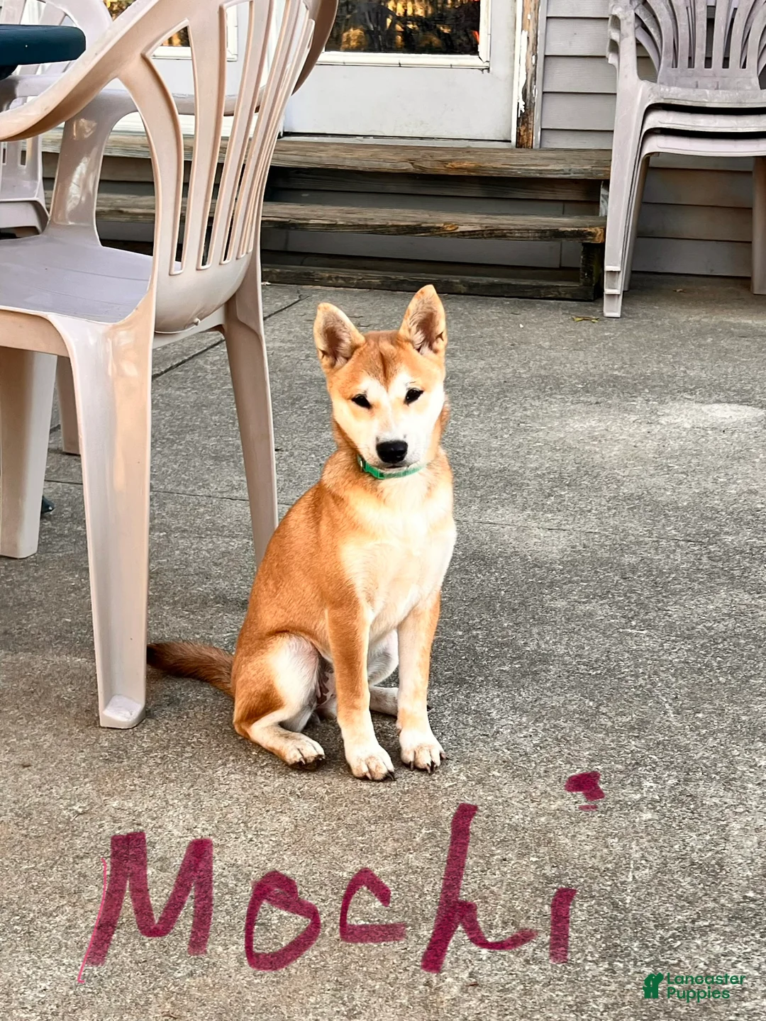 Shiba Inu dogs for sale: Mochi - Ad 1