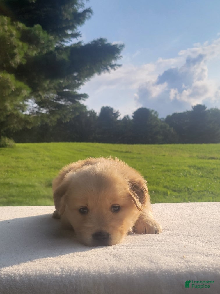 Golden Retriever dogs Rita - Ad 2
