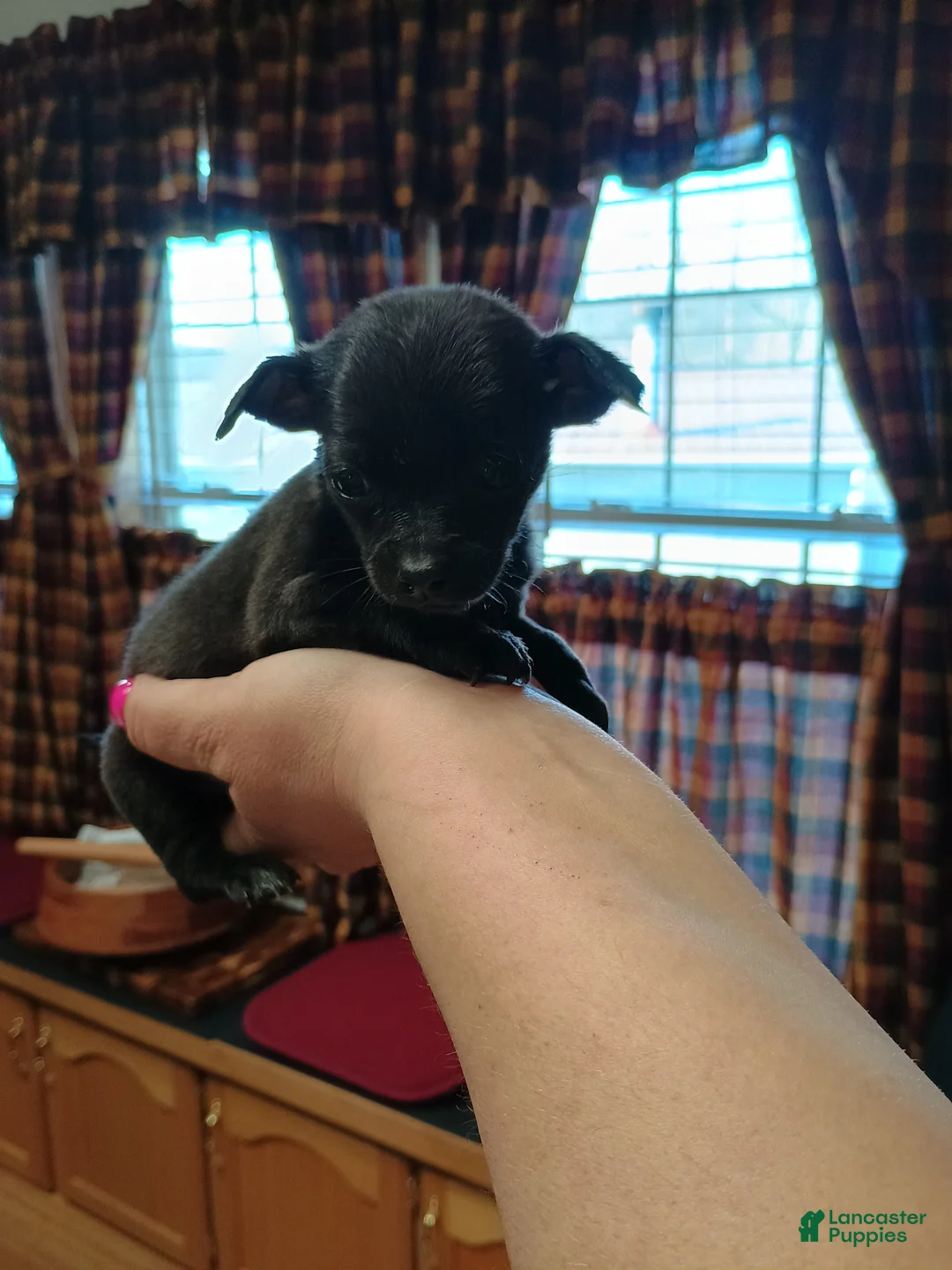 Chihuahua dogs for sale: Macho t-cup  - Ad 2