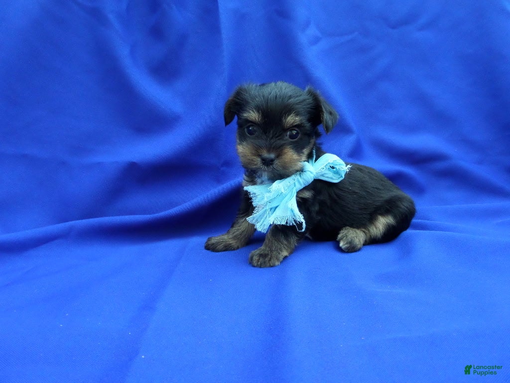 Yorkshire Terrier dogs Teddy  - Ad 9
