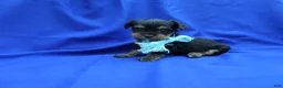 Yorkshire Terrier dogs for sale: Teddy  - Ad 1