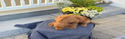 Goldendoodle dogs for sale: Tasha - Ad 5