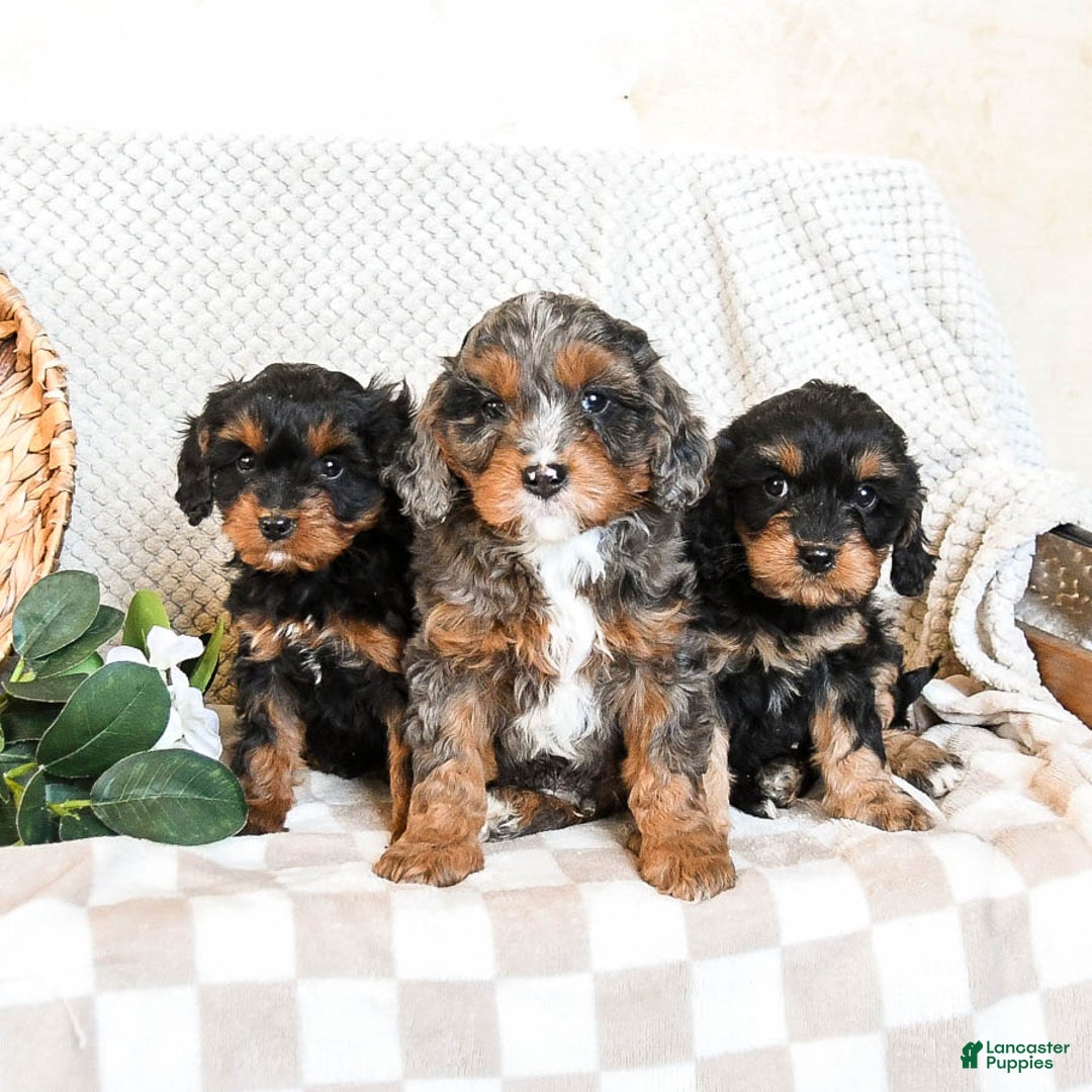 Cavapoo dogs for sale: Pepper - Ad 3