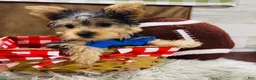 Yorkshire Terrier dogs for sale: Snickers - Ad 13
