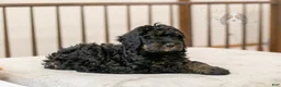 Bernedoodle dogs for sale: Acadia - Ad 29