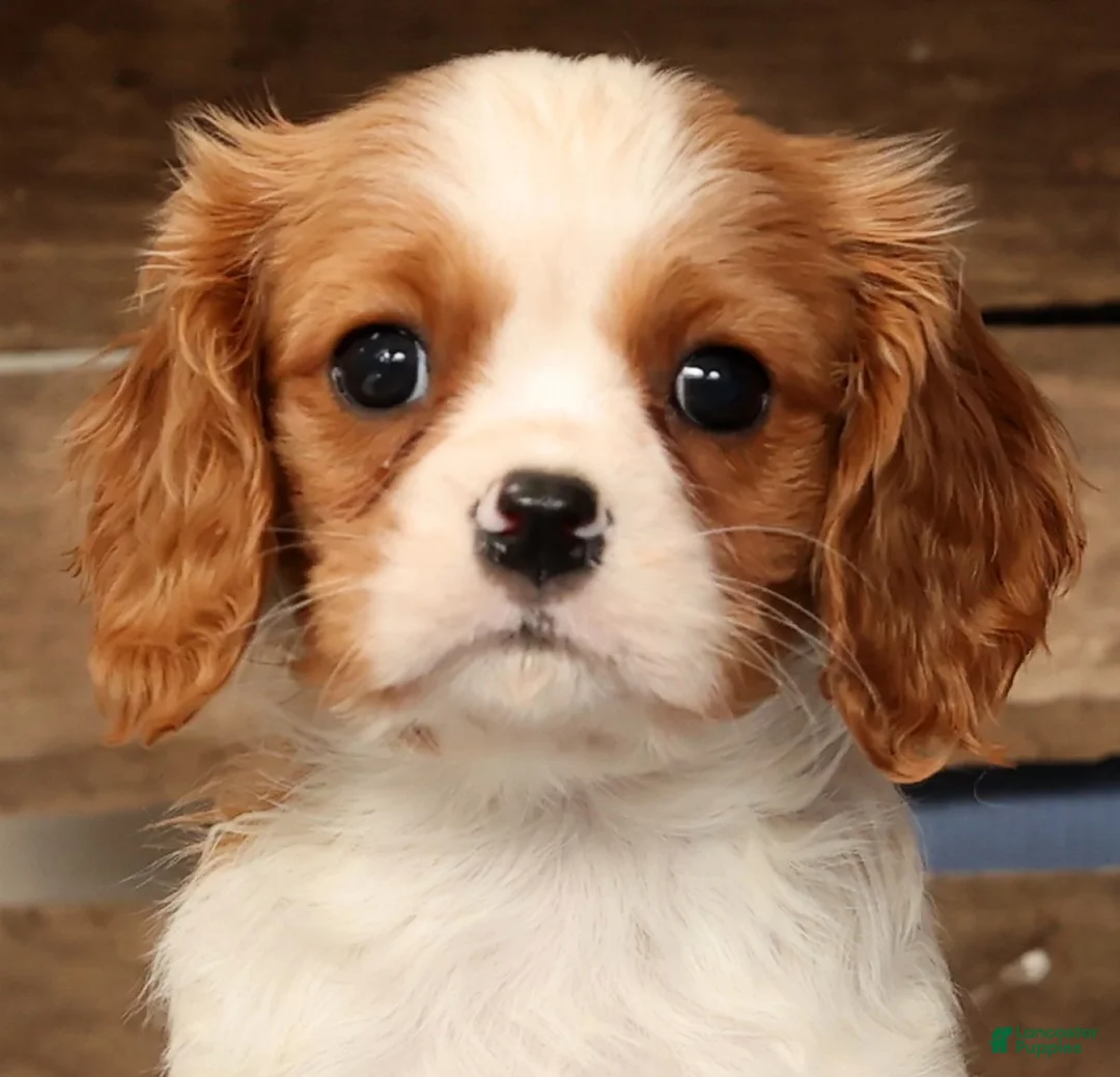 Cavalier King Charles Spaniel dogs for sale: Timmy - Ad 9