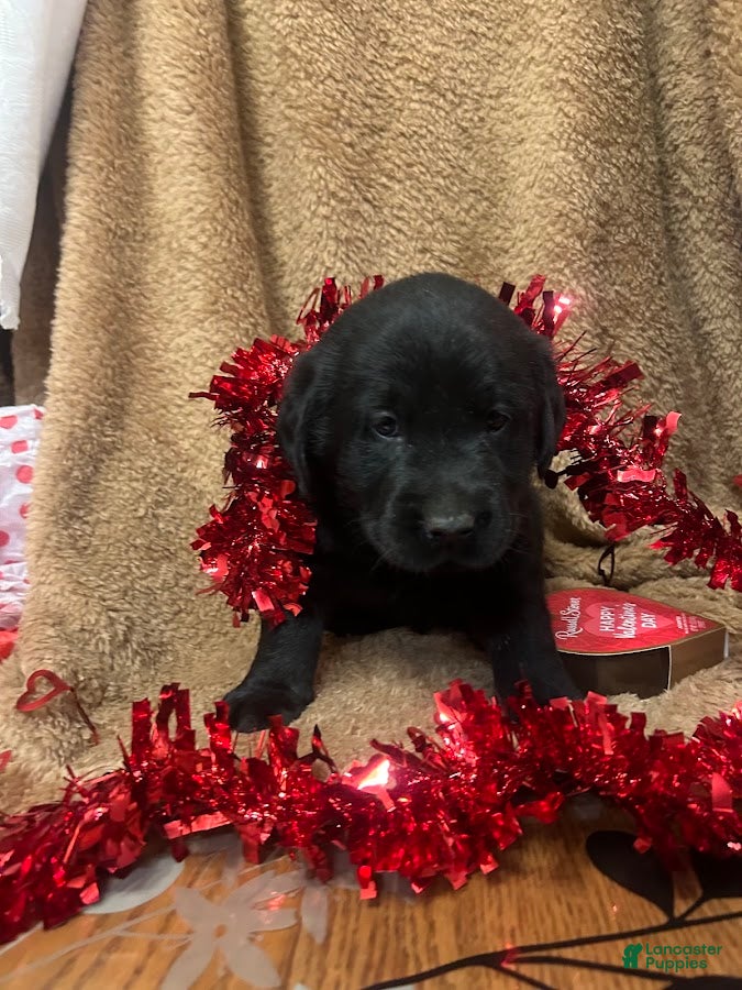 Labrador Retriever dogs Shadow - Ad 35