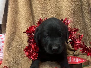 Labrador Retriever dogs Shadow - Ad 11