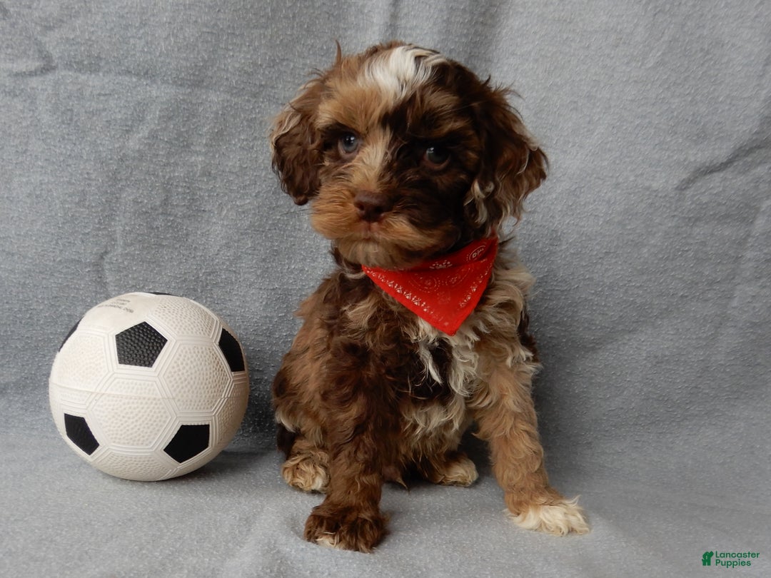 Cockapoo dogs for sale: Royal - Ad 5