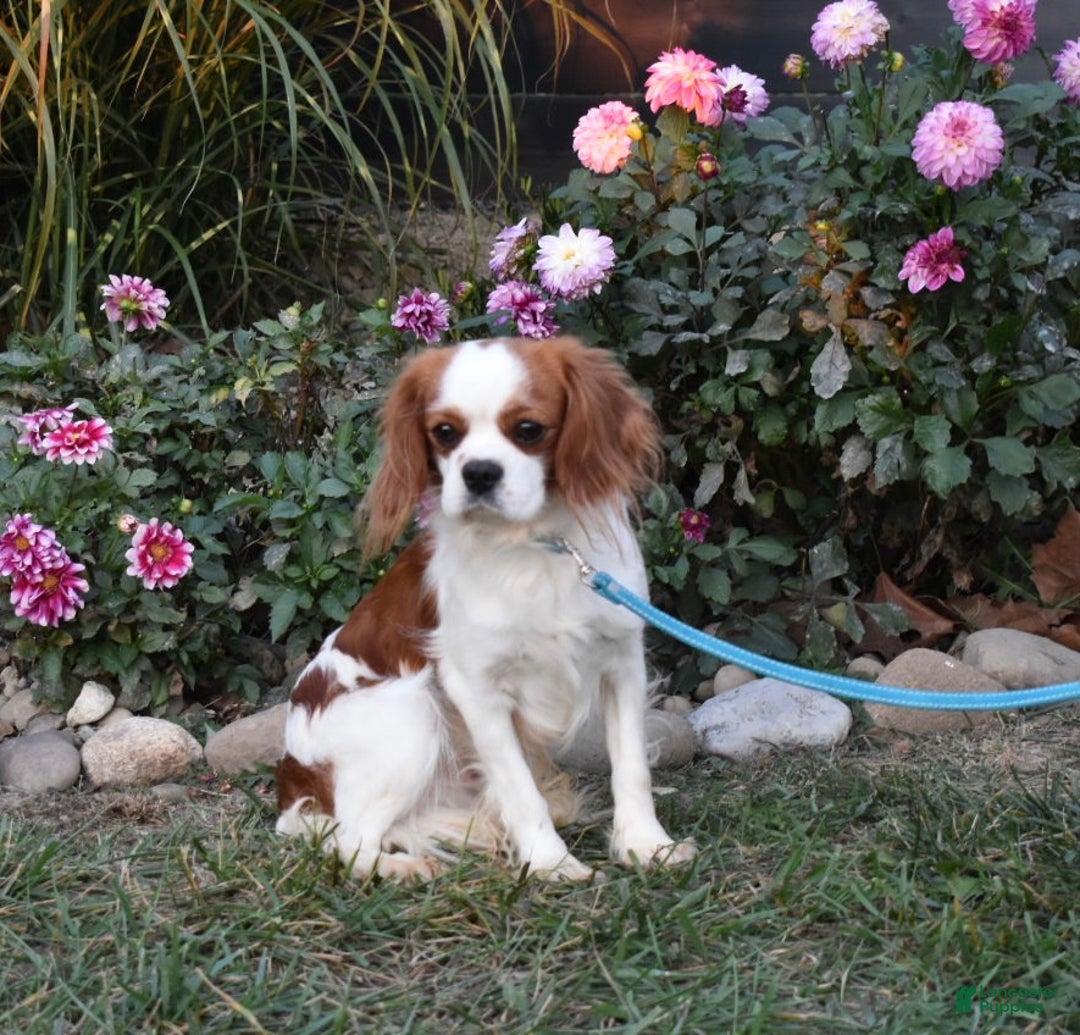 Cavalier King Charles Spaniel dogs for sale: Rocky - Ad 10