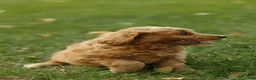 Mini Goldendoodle dogs for sale: Charlie - Ad 8