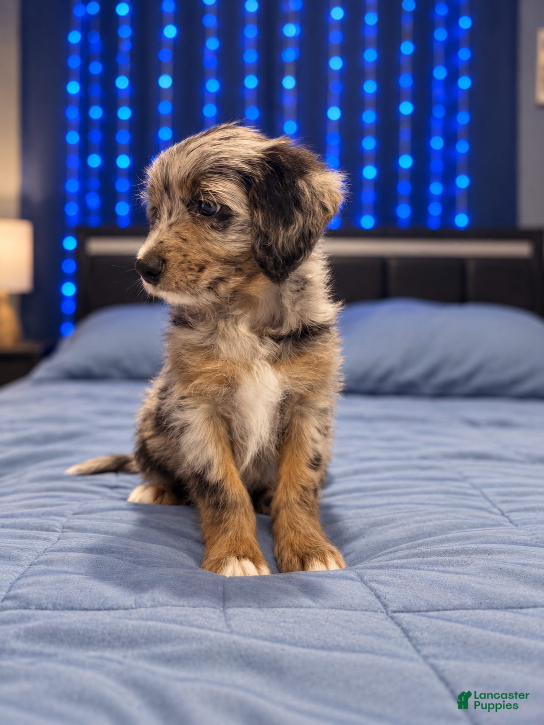 Mixed Breed dogs Zeus - Ad 2