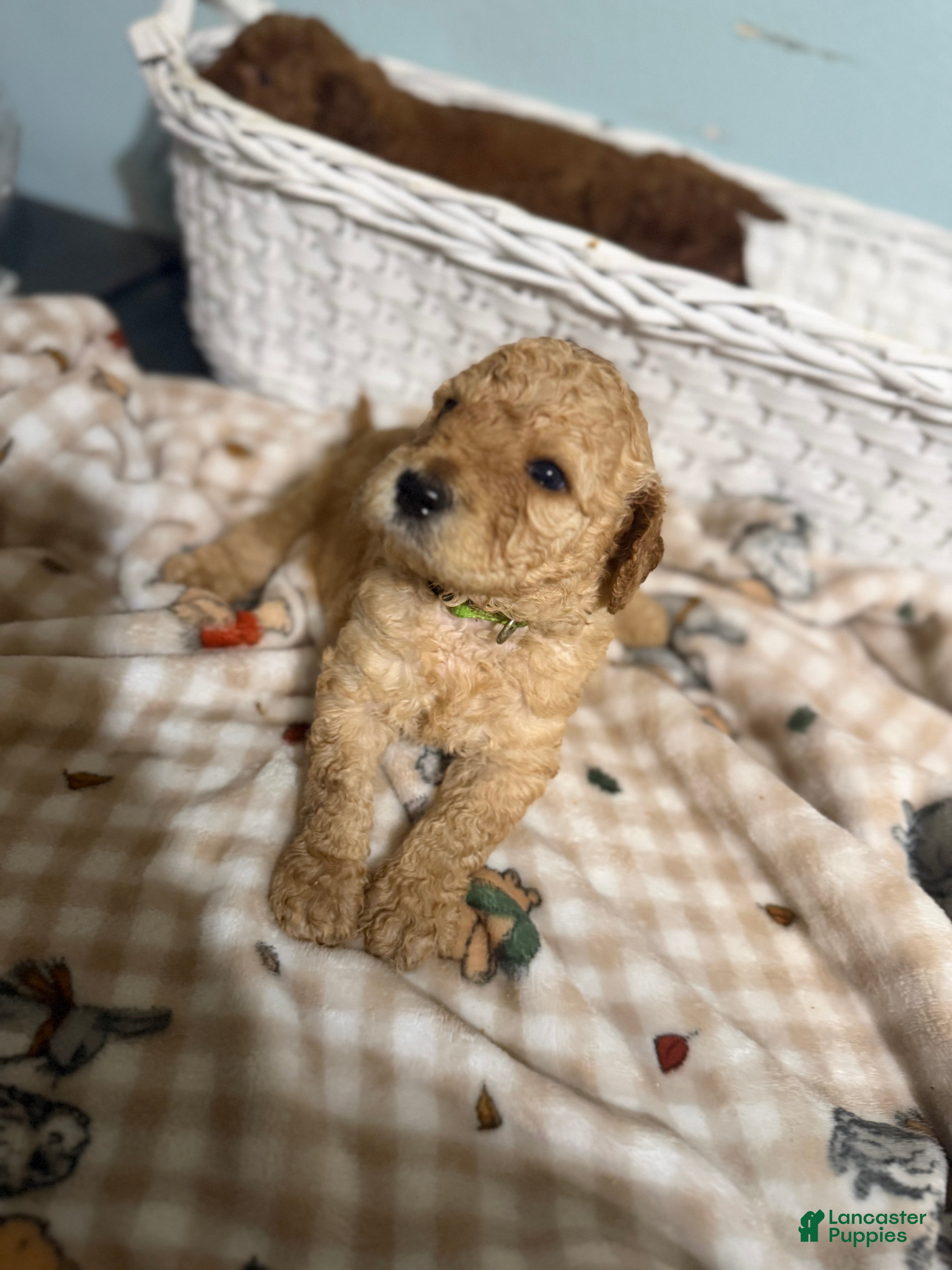 Goldendoodle dogs Goldendoodle 3 - Ad 35