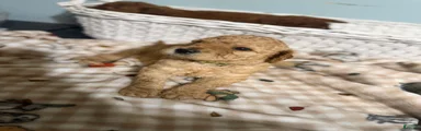 Goldendoodle 3