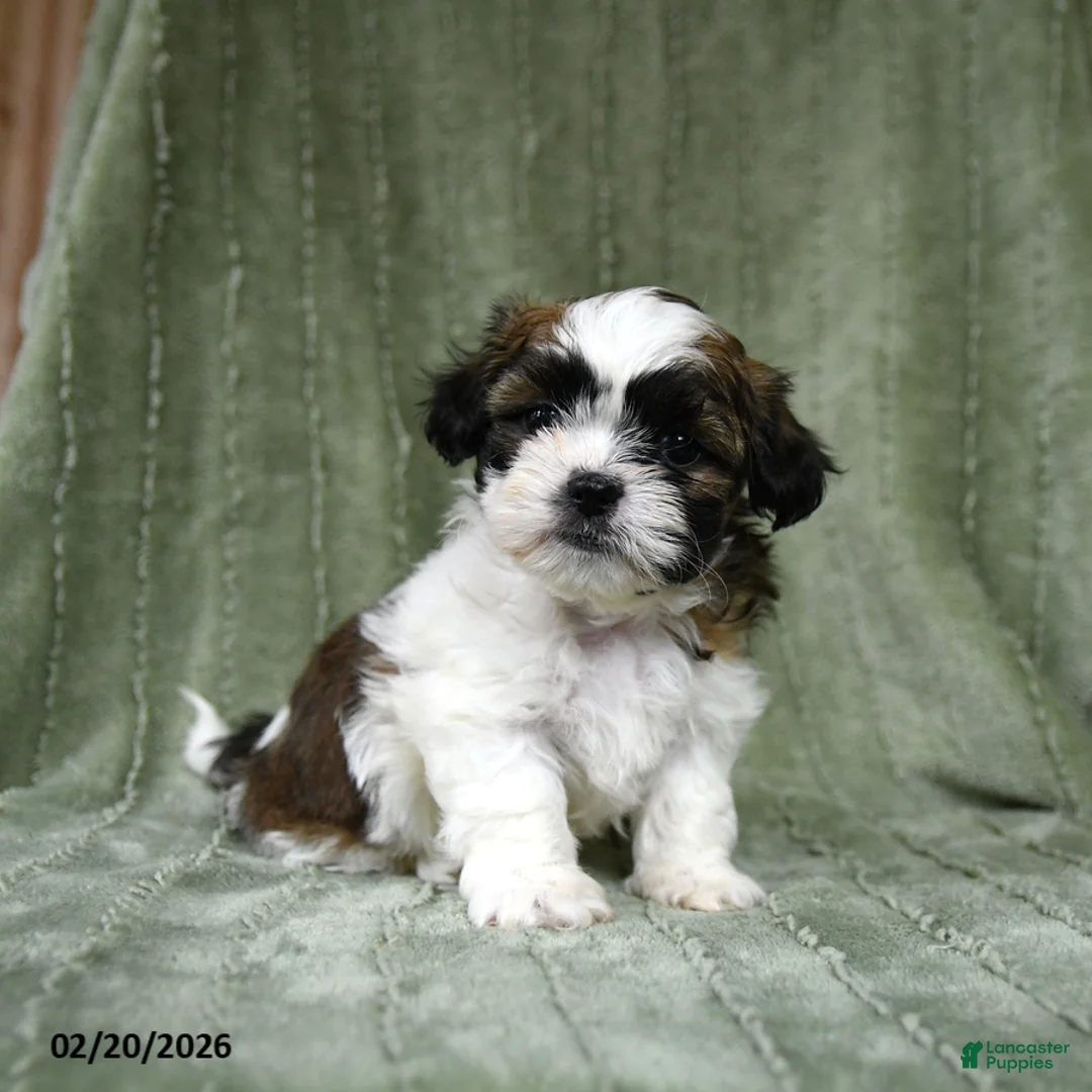 Shih Tzu dogs for sale: Drew - Ad 1